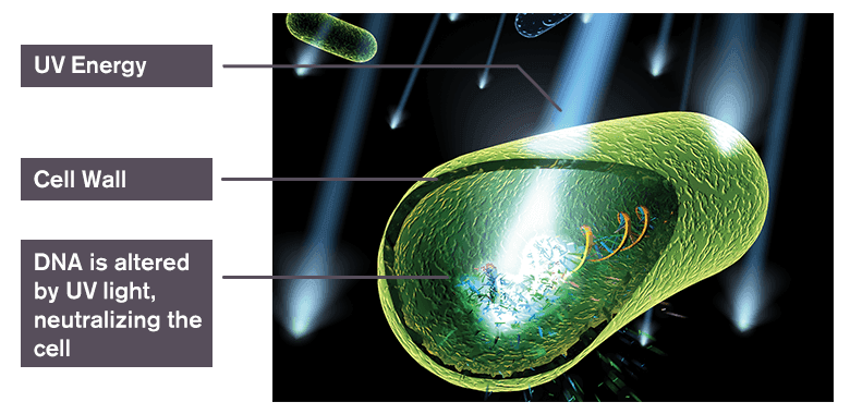 Cell